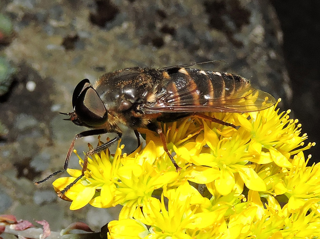 COMMON HORSE FLY Bill Bagley Photography